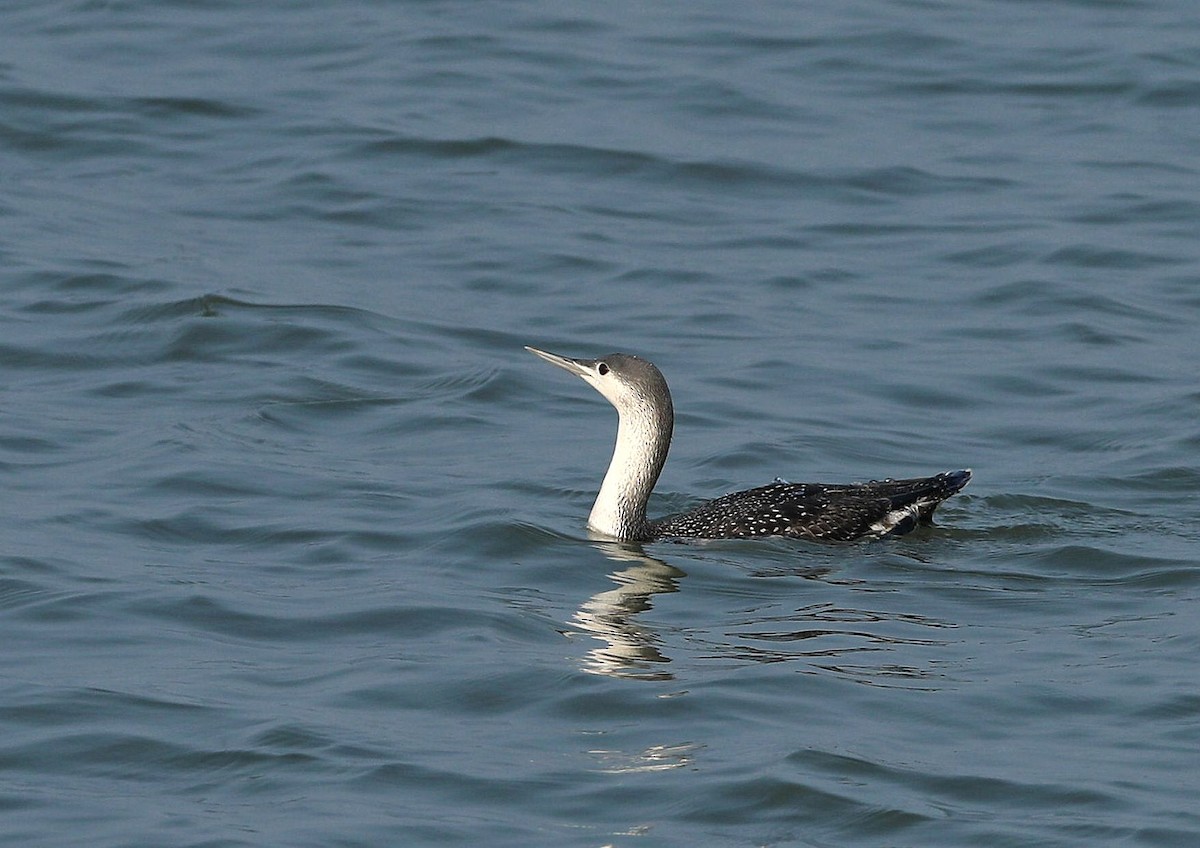 Red-throated Loon - 浙江 重要鸟讯汇整