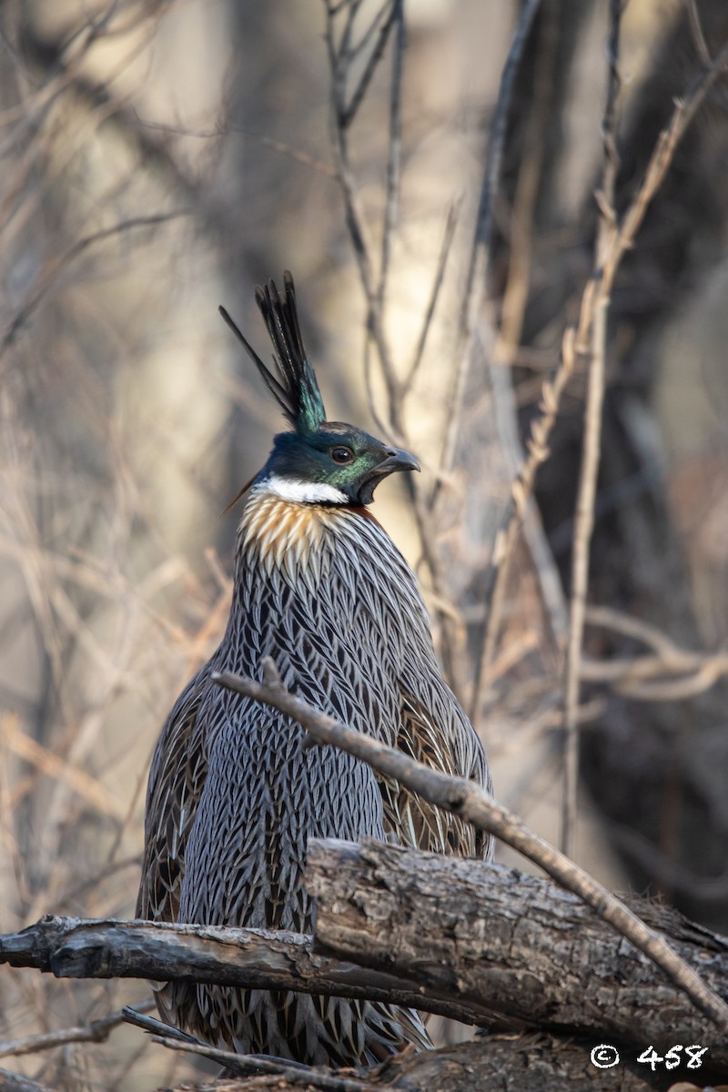 Koklass Pheasant - 大牙齿 458