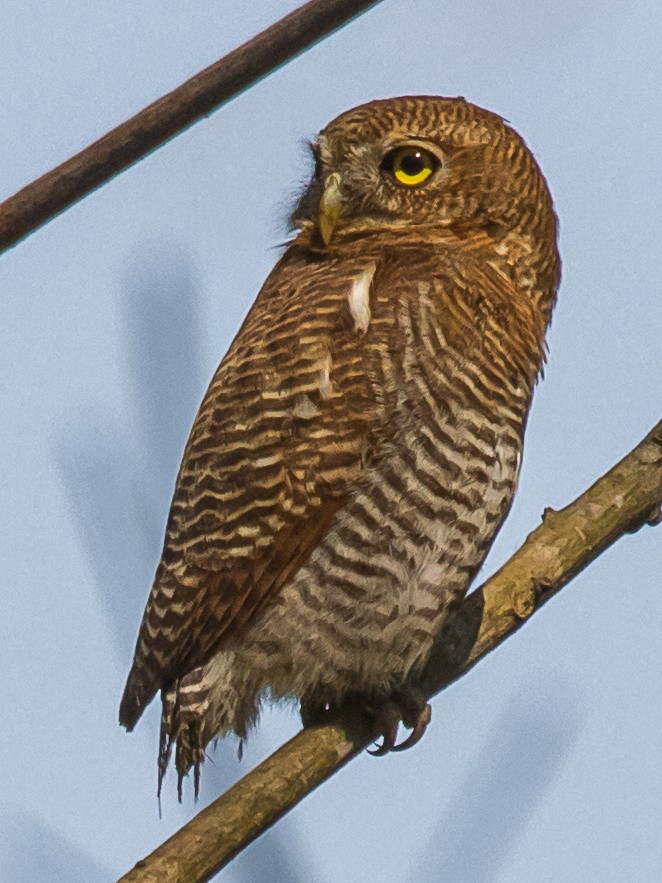 Jungle Owlet - ML312591001