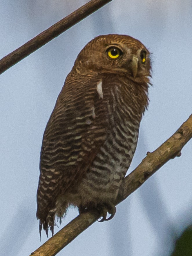 Jungle Owlet - Parthasarathy Gopalan