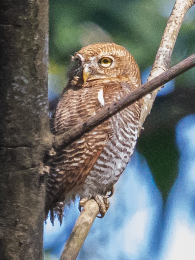 モリスズメフクロウ - ML312591021