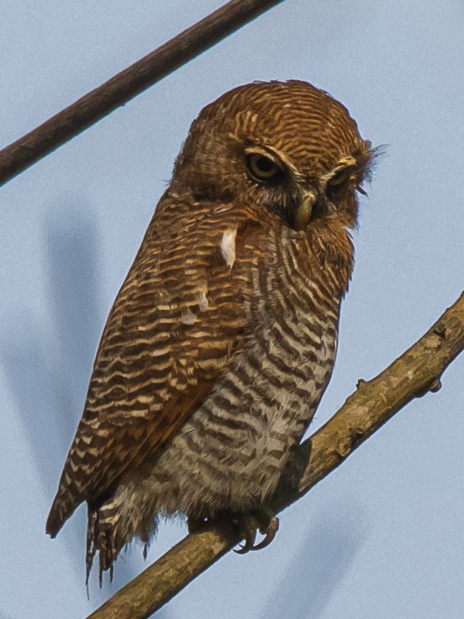 Jungle Owlet - ML312591031