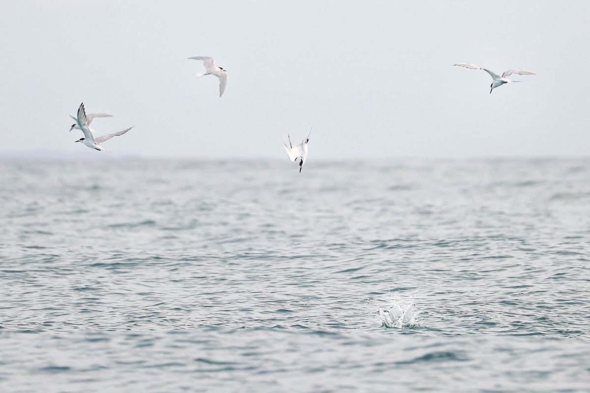 Common Tern - ML312591521