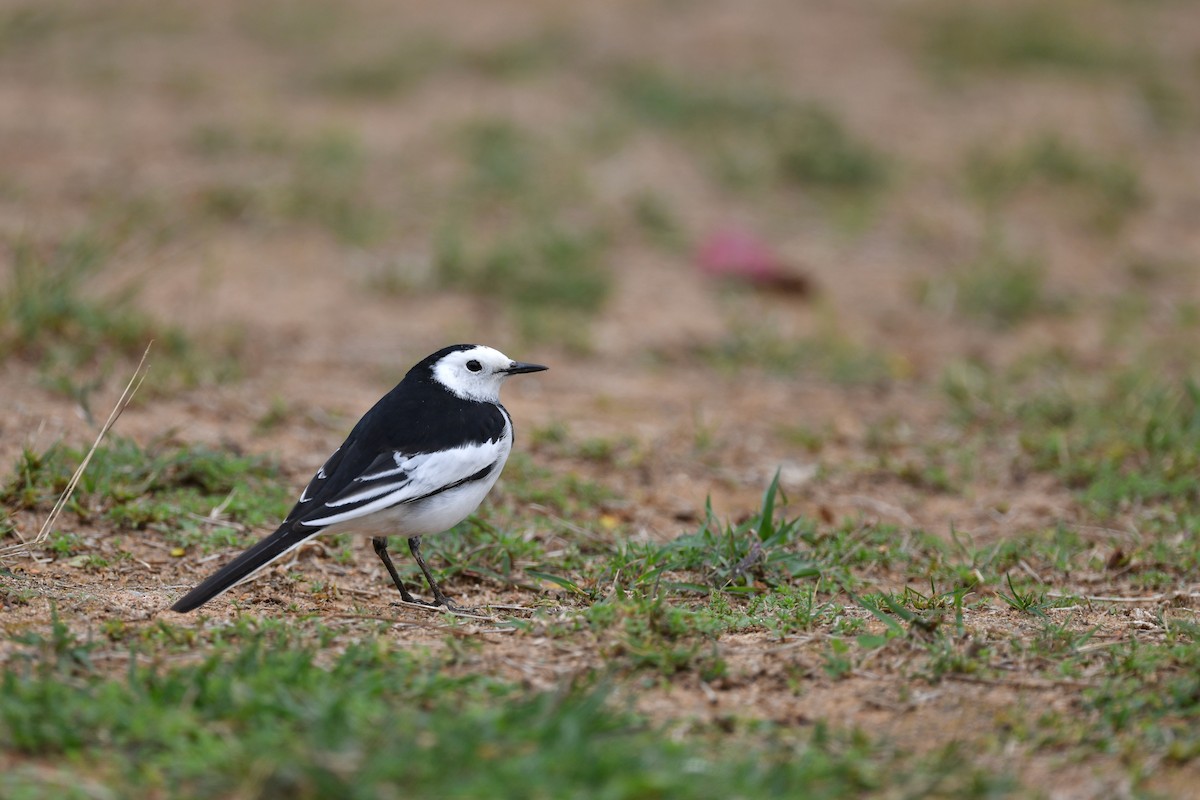 White Wagtail (Chinese) - ML312591681