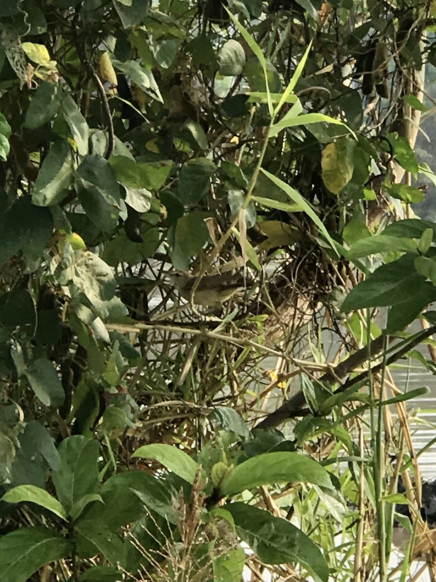 Clamorous Reed Warbler - ML312592081