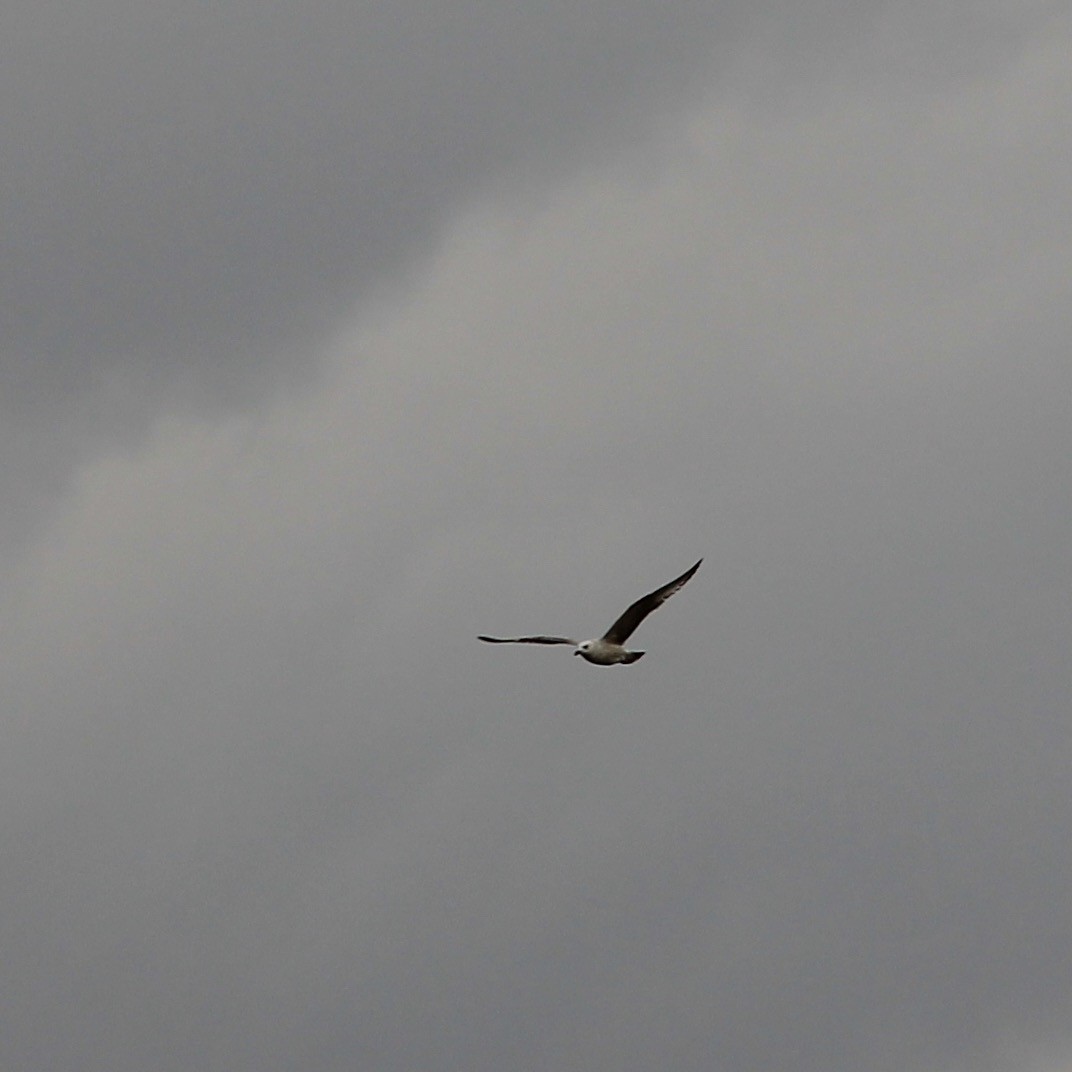 Herring Gull - Grady Singleton