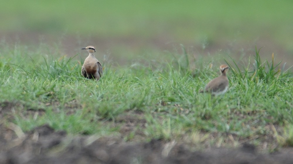 Temminck's Courser - ML312592791