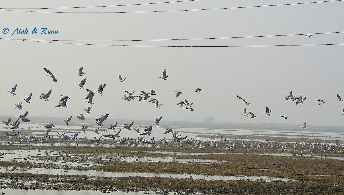 Bar-headed Goose - Alok Tewari