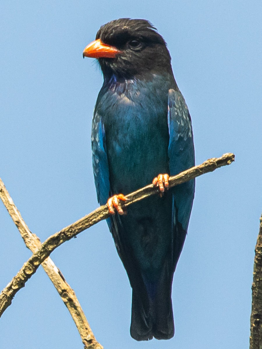 Dollarbird - Parthasarathy Gopalan