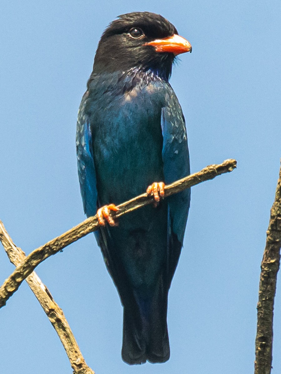 šírozobec východní - ML312593191