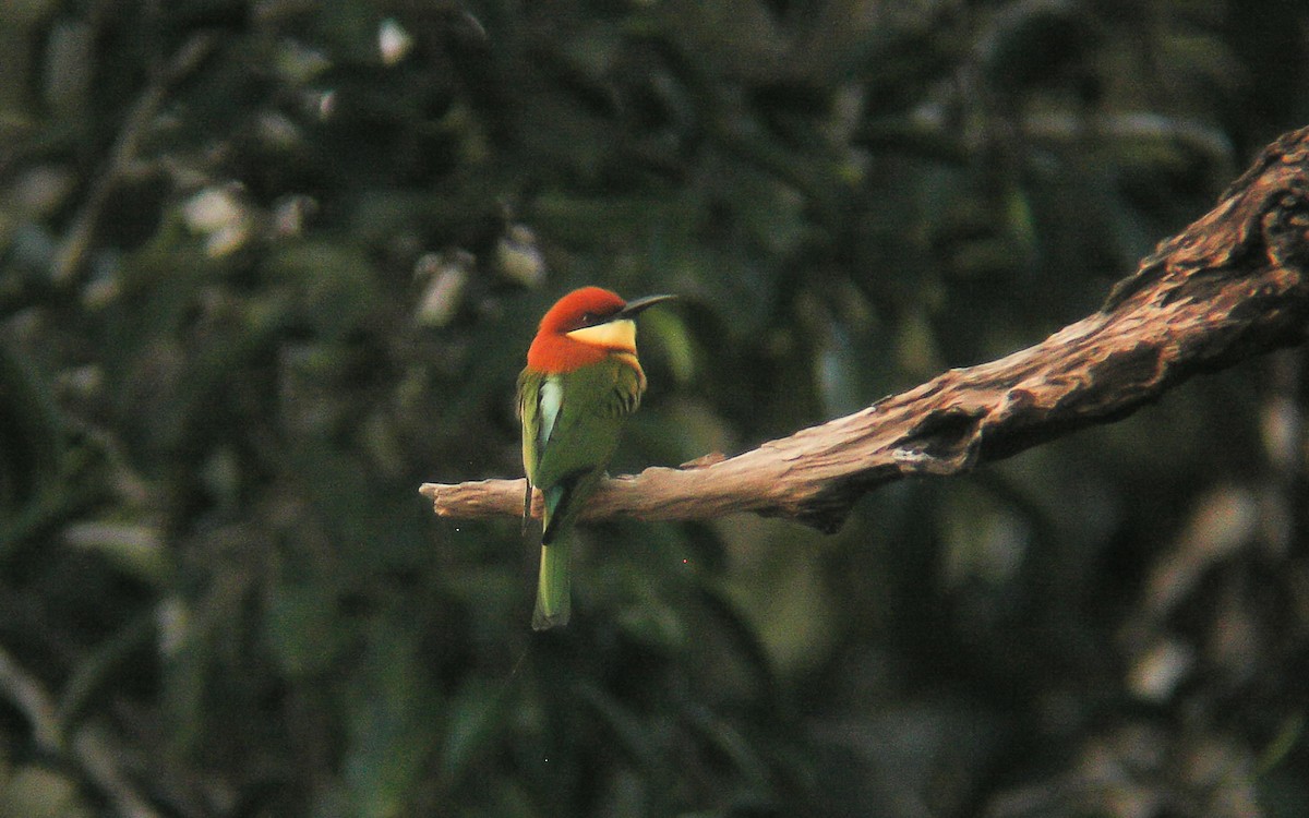 Chestnut-headed Bee-eater - ML312594321