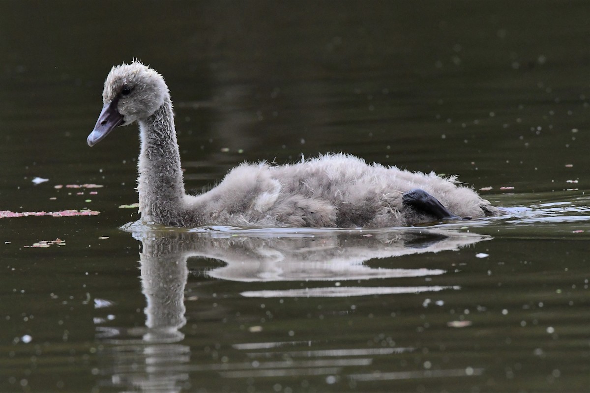 Black Swan - Alfons  Lawen