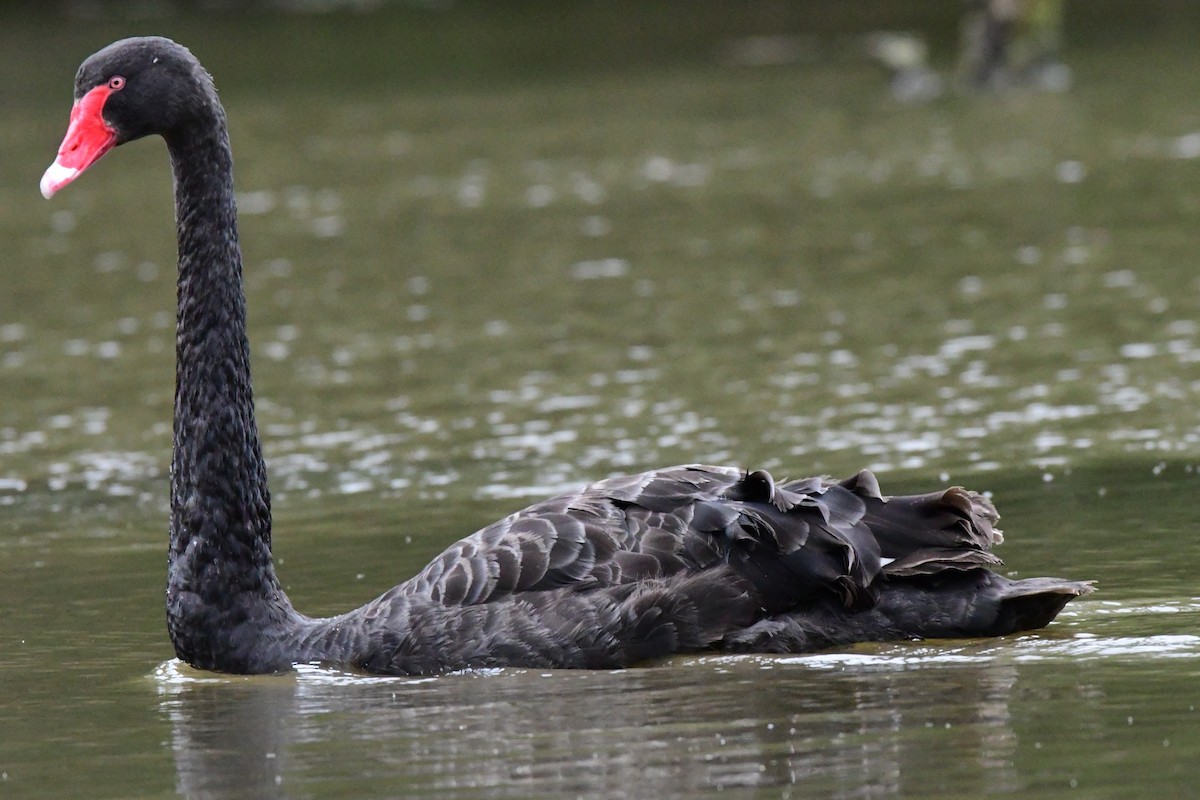 Black Swan - Alfons  Lawen