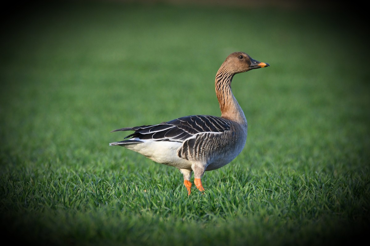 Tundra Bean-Goose - Claudio Danesi