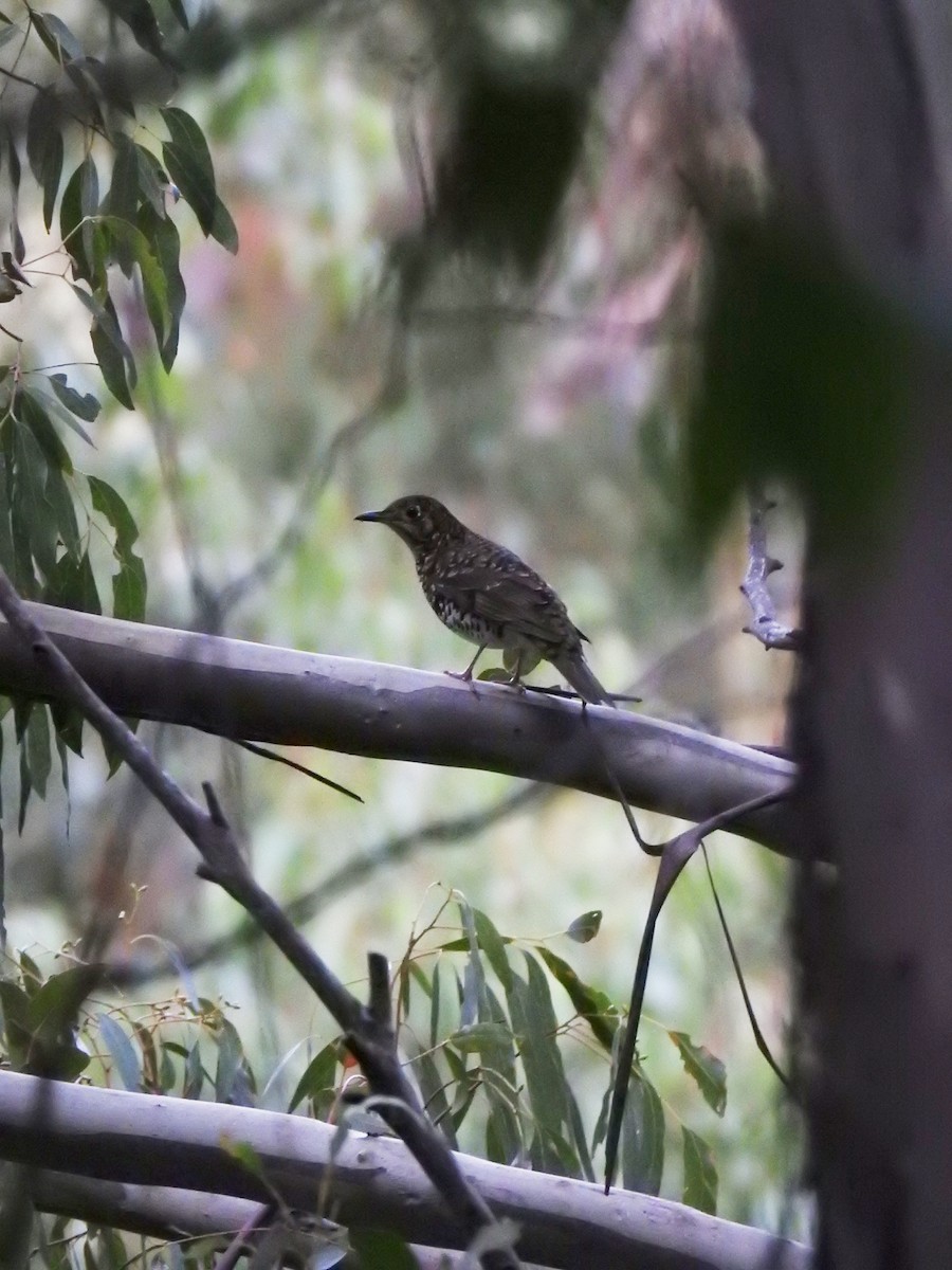 Bassian Thrush - Liam Manderson