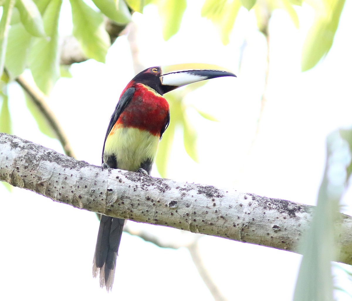 Red-necked Aracari - Elby Anderson A Silva