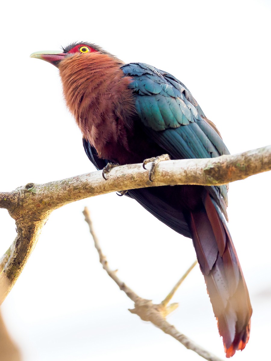 Chestnut-breasted Malkoha - ML312599331