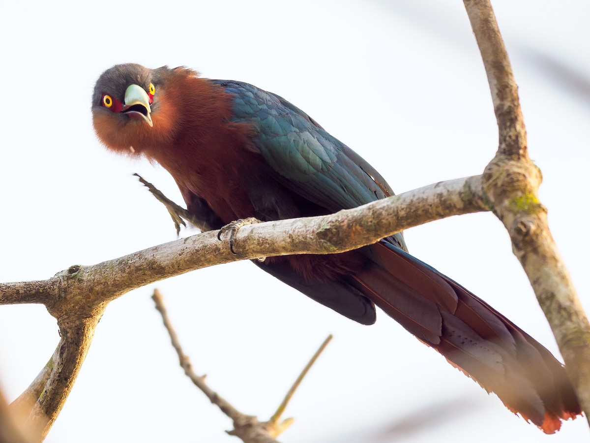 Chestnut-breasted Malkoha - ML312599361