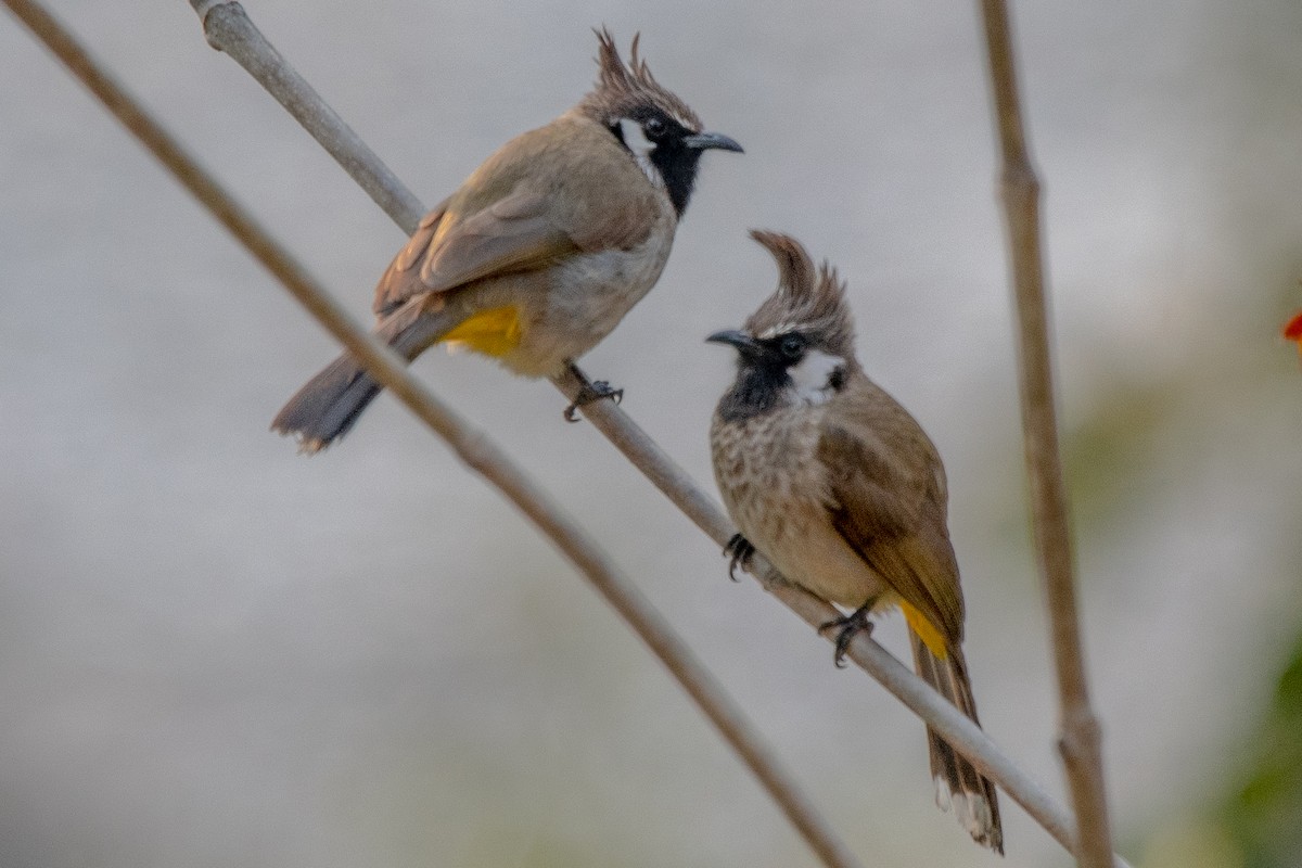 Himalayan Bulbul - ML312600071