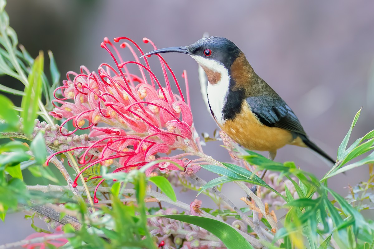 Eastern Spinebill - ML312600671