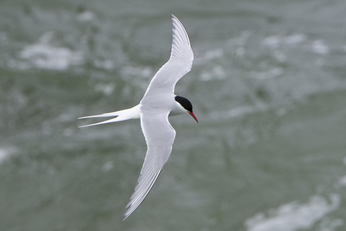 Arctic Tern - ML312601341