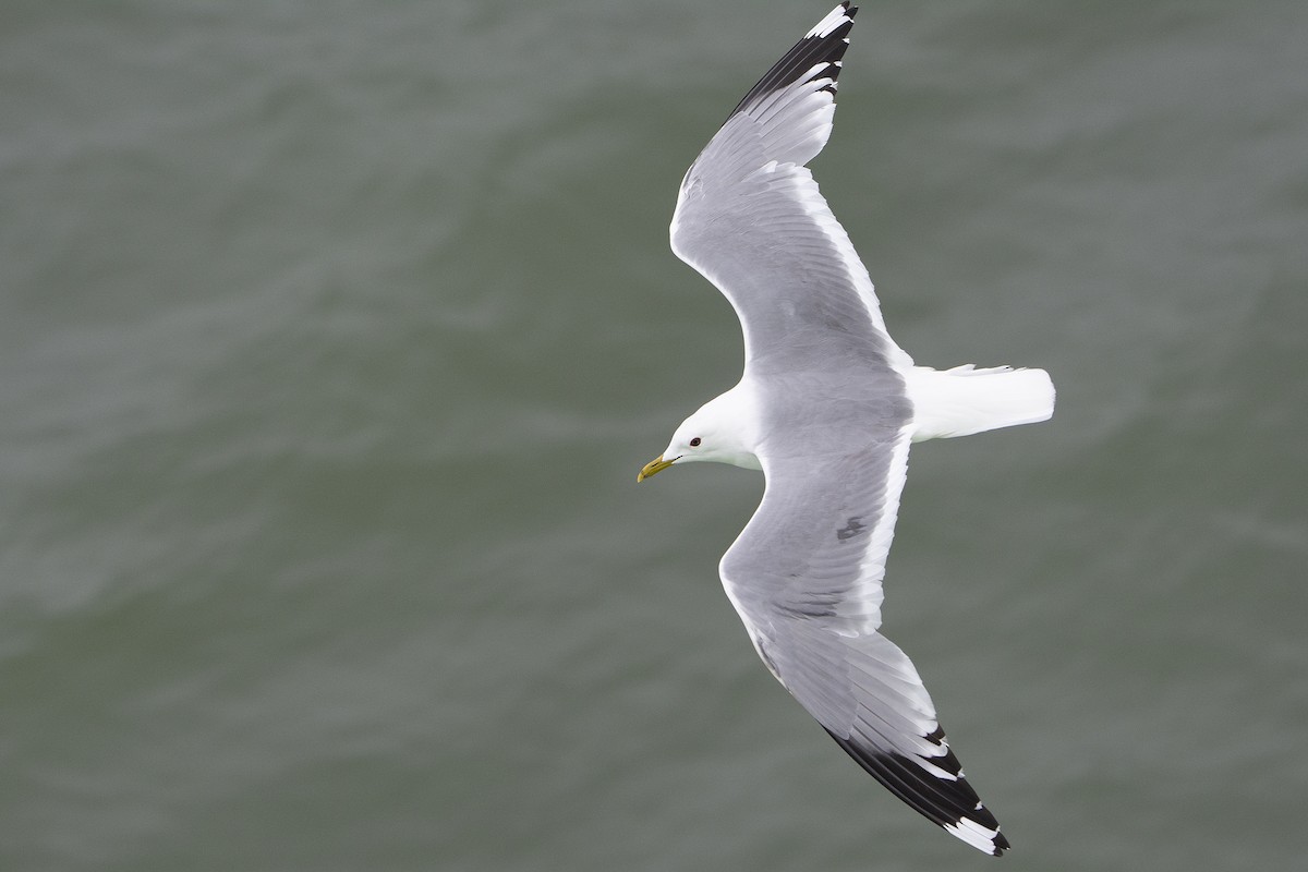 Common Gull - ML312601361