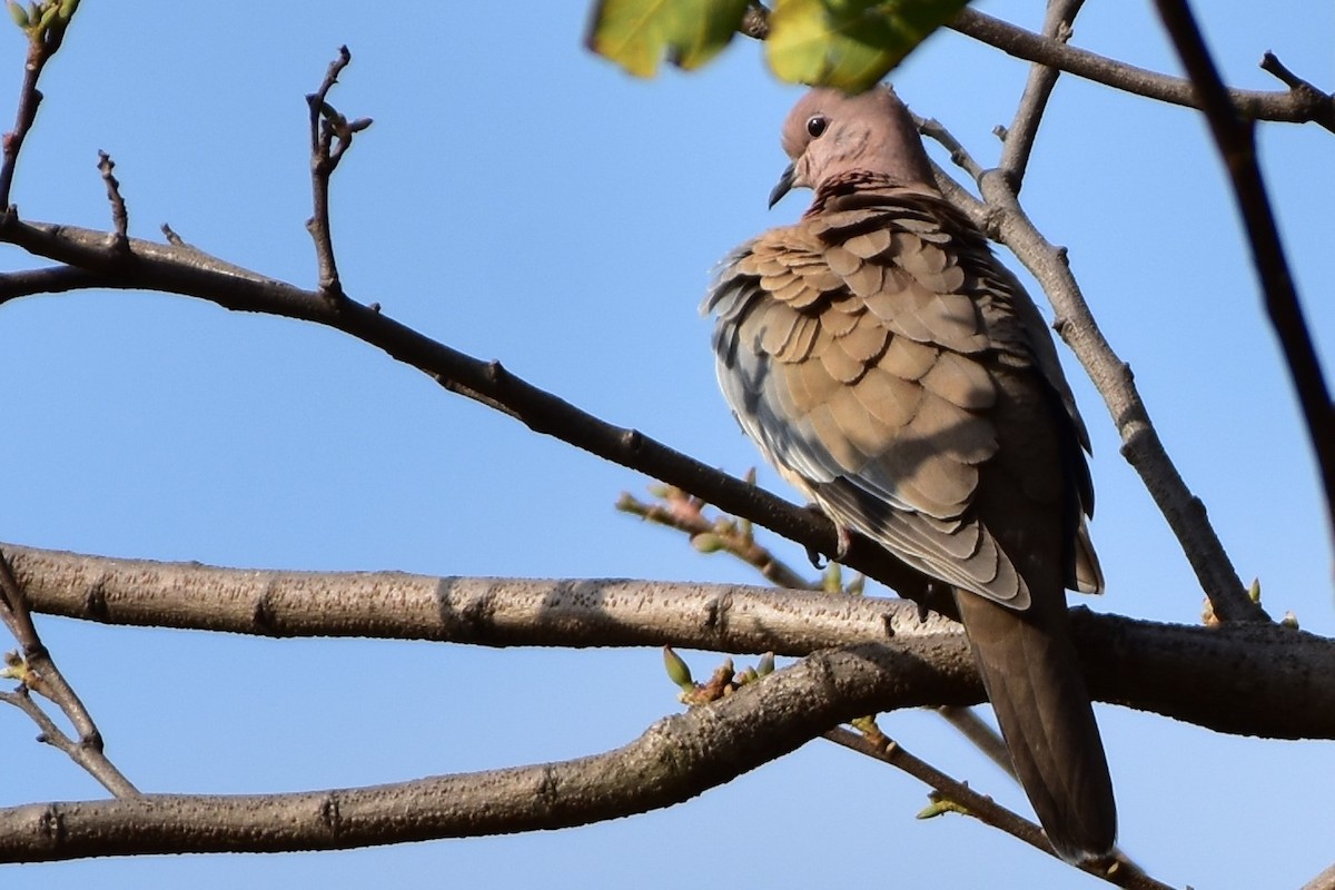 Laughing Dove - ML312601671
