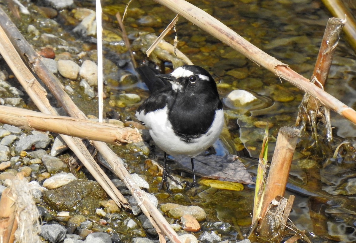 Japanese Wagtail - ML312602911