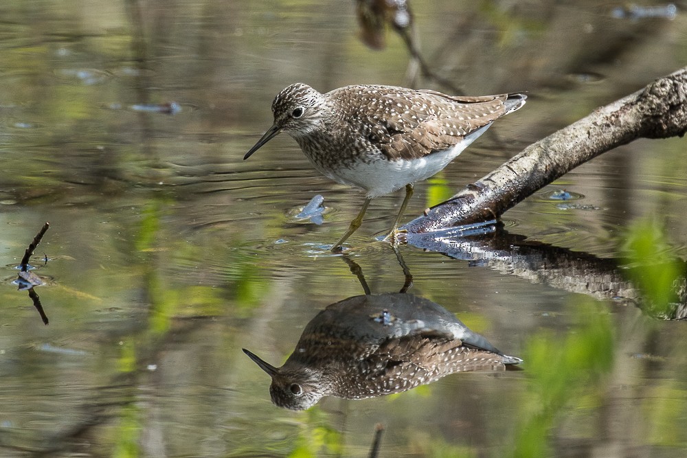 Solitary Sandpiper - ML312604061