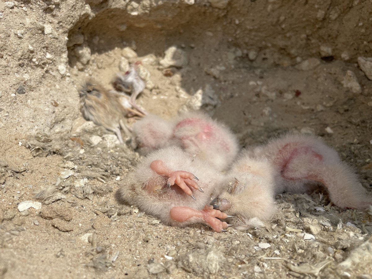 Pharaoh Eagle-Owl - ML312605941