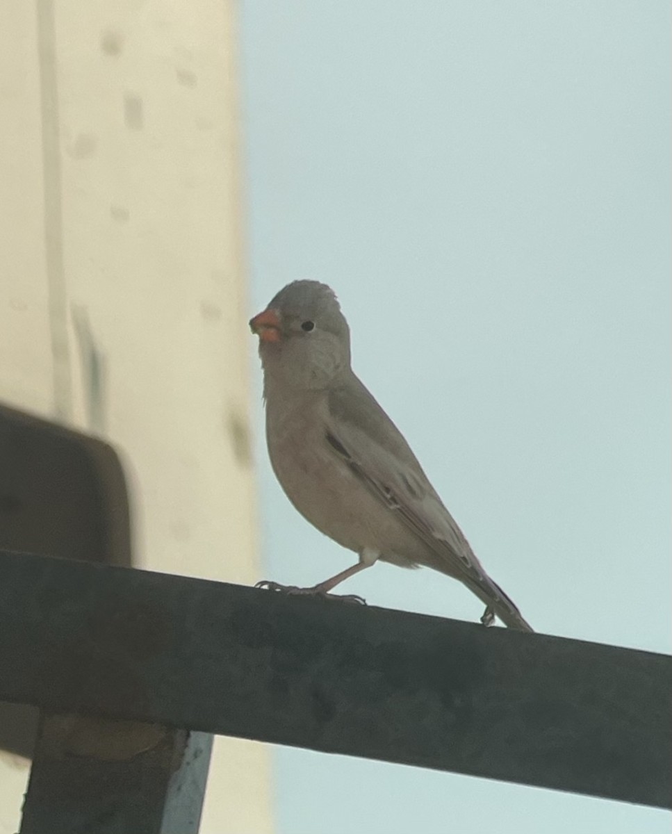 Trumpeter Finch - ML312606131
