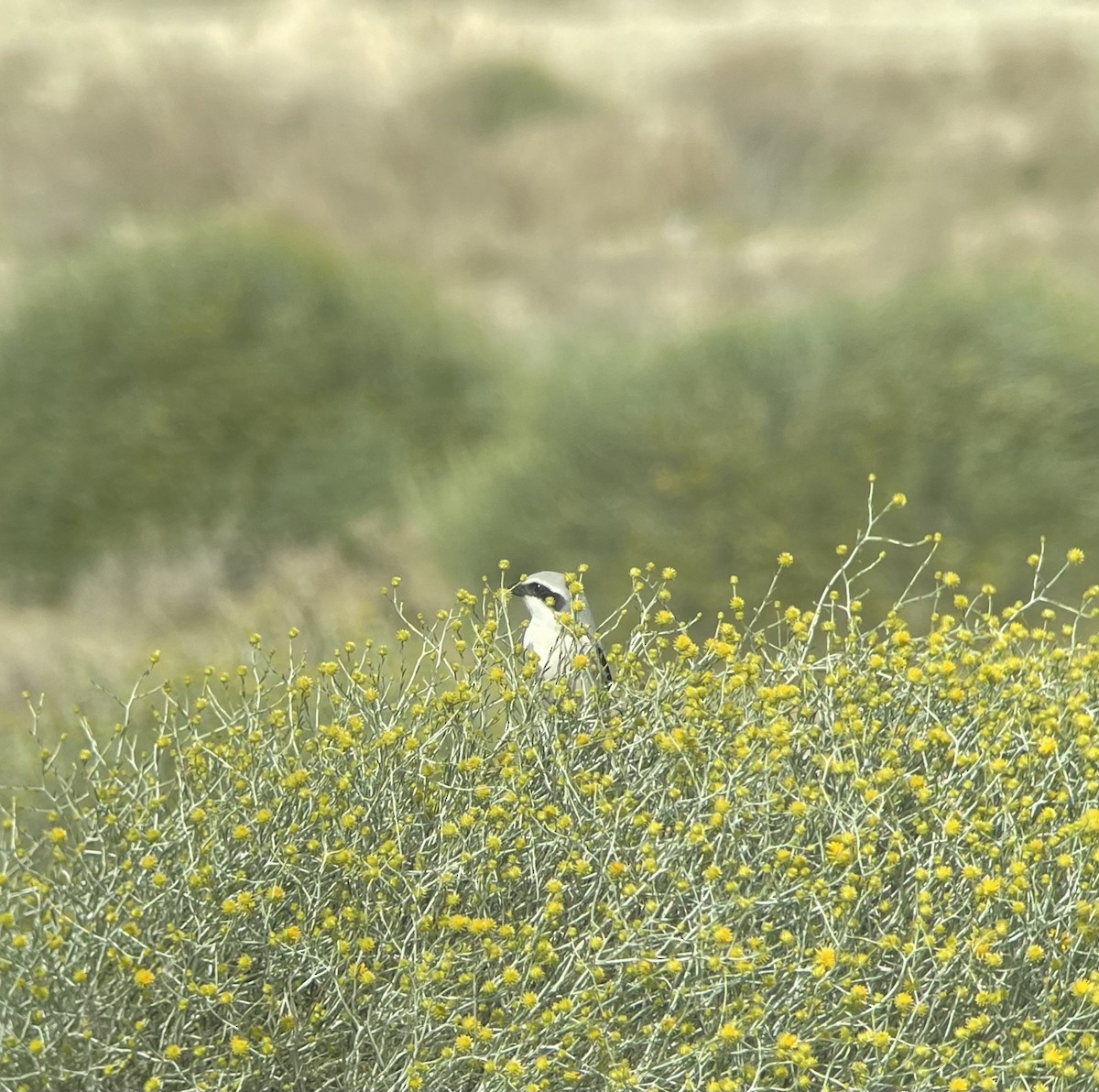 Great Gray Shrike (Steppe) - ML312606161