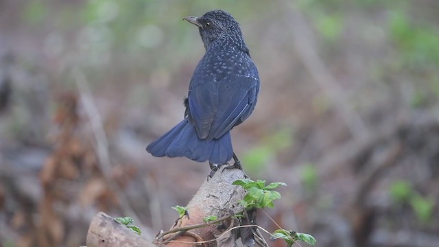 白斑紫嘯鶇(黑嘴) - ML312607121