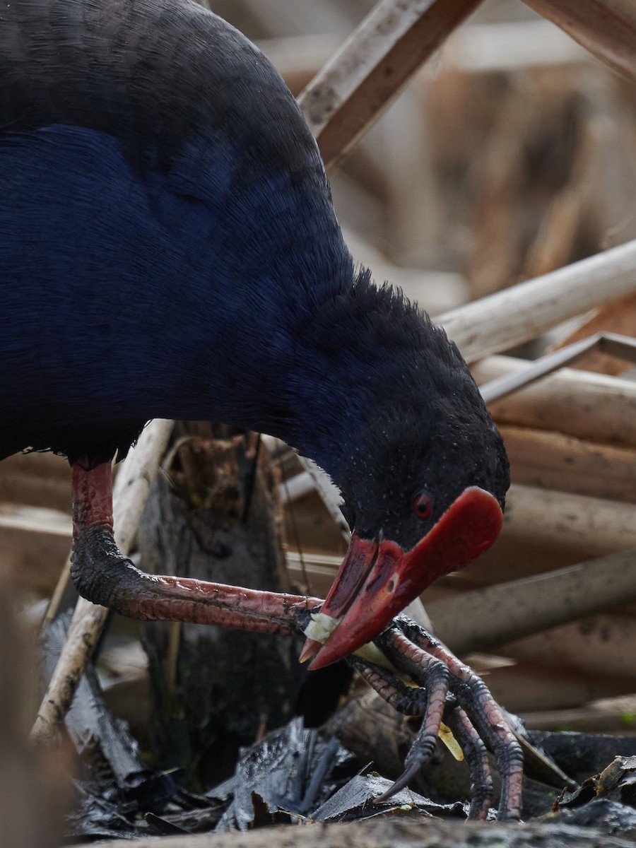 Australasian Swamphen - ML312607211