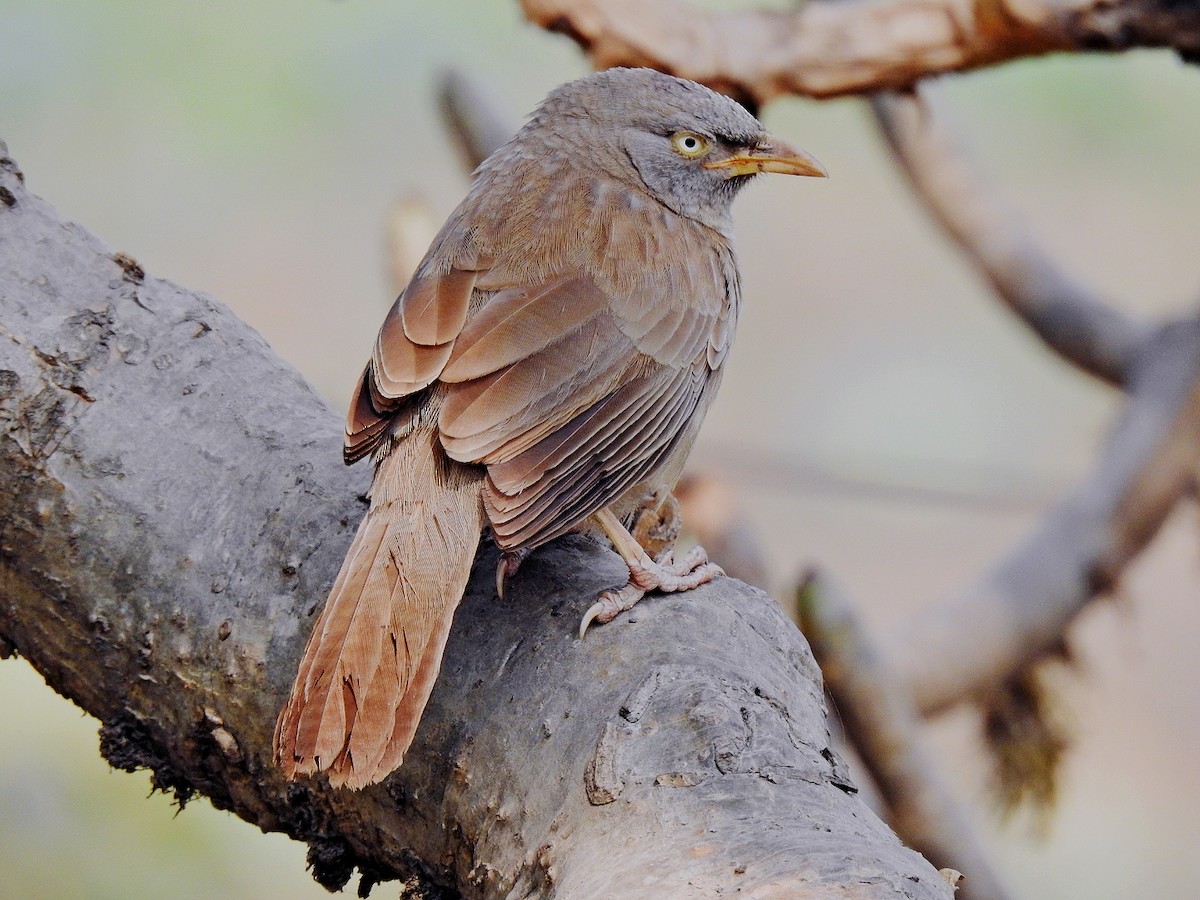 Jungle Babbler - ML312609101