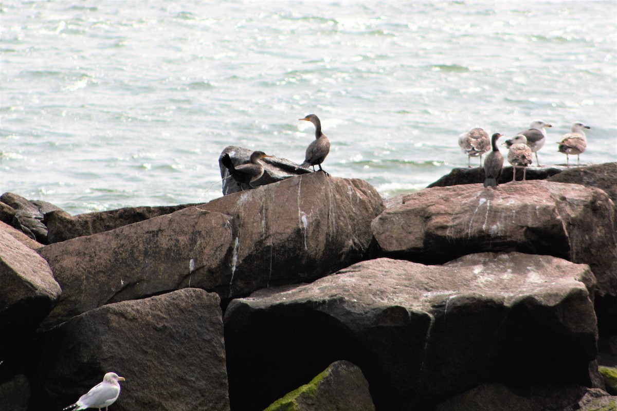 Double-crested Cormorant - ML312609121