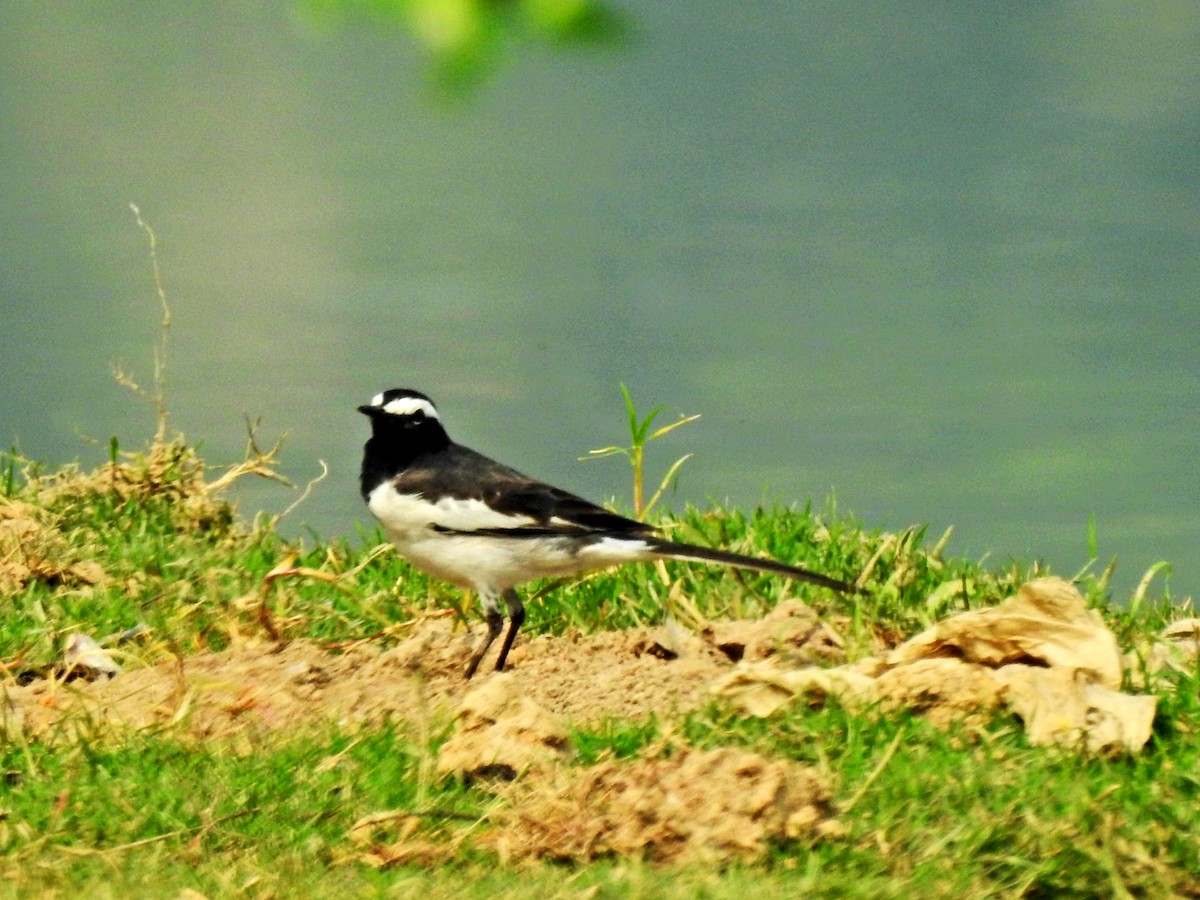 White-browed Wagtail - ML312609231