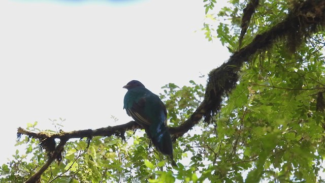 Golden-headed Quetzal - ML312609261