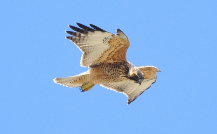 Variable Hawk - Fernando Muñoz