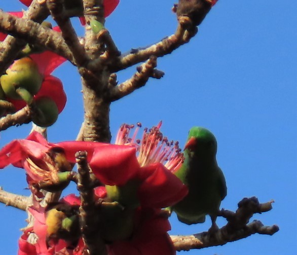 Vernal Hanging-Parrot - Rujuta Vinod