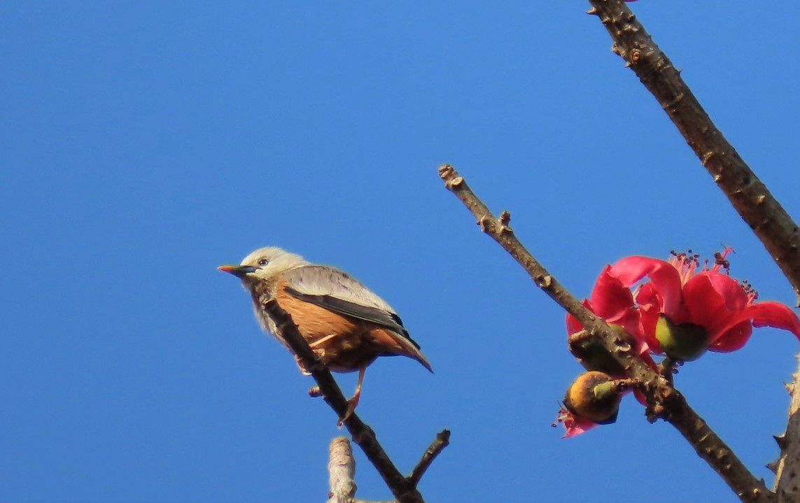 Chestnut-tailed/Malabar Starling - ML312612891