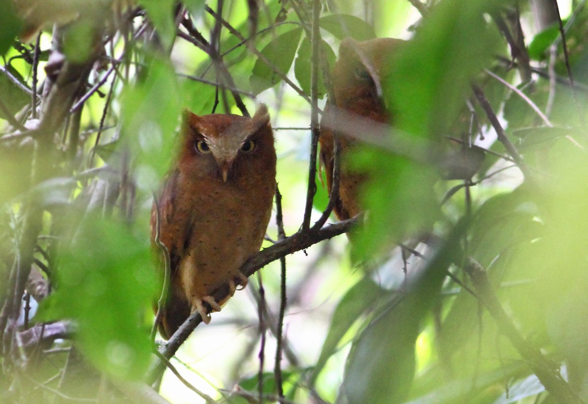 Serendib Scops-Owl - Andrew Spencer