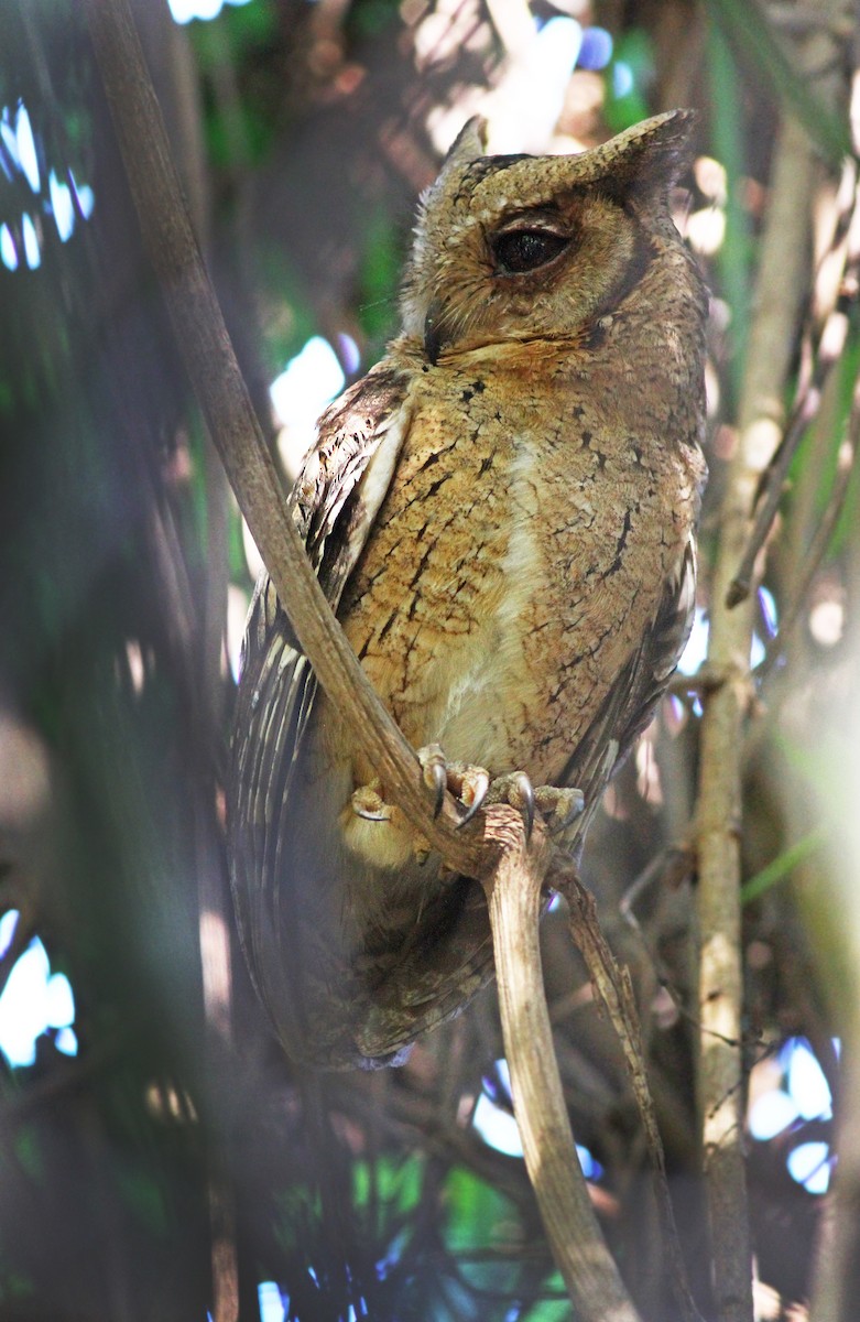 Indian Scops-Owl - ML31261681