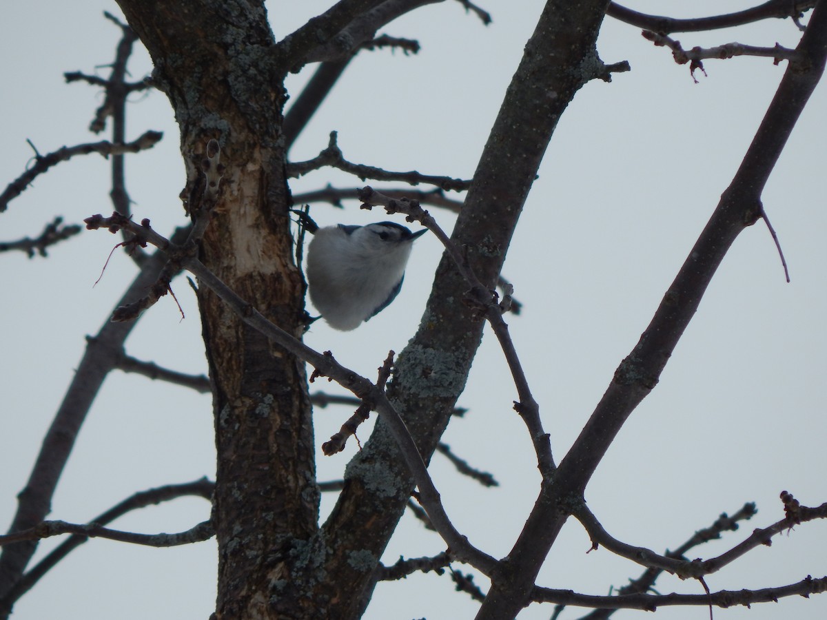 White-breasted Nuthatch - ML312617061