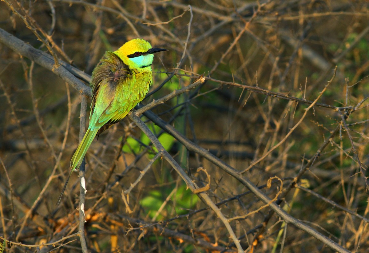 Asian Green Bee-eater - ML31261711