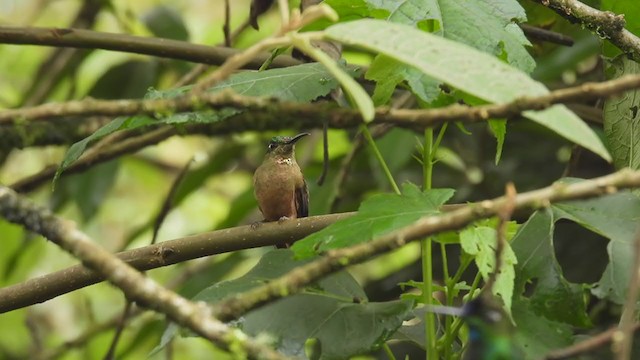 Fawn-breasted Brilliant - ML312617961