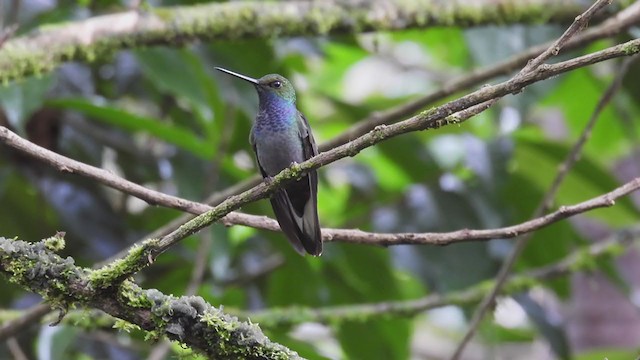 Green-backed Hillstar - ML312618201