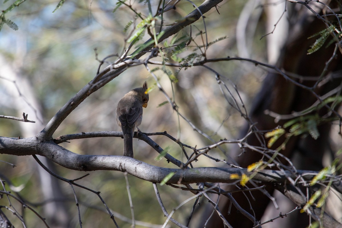 Pyrrhuloxia - ML312618251