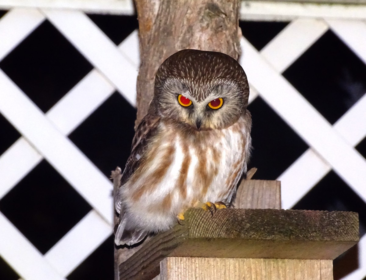 Northern Saw-whet Owl - Terry  Gray