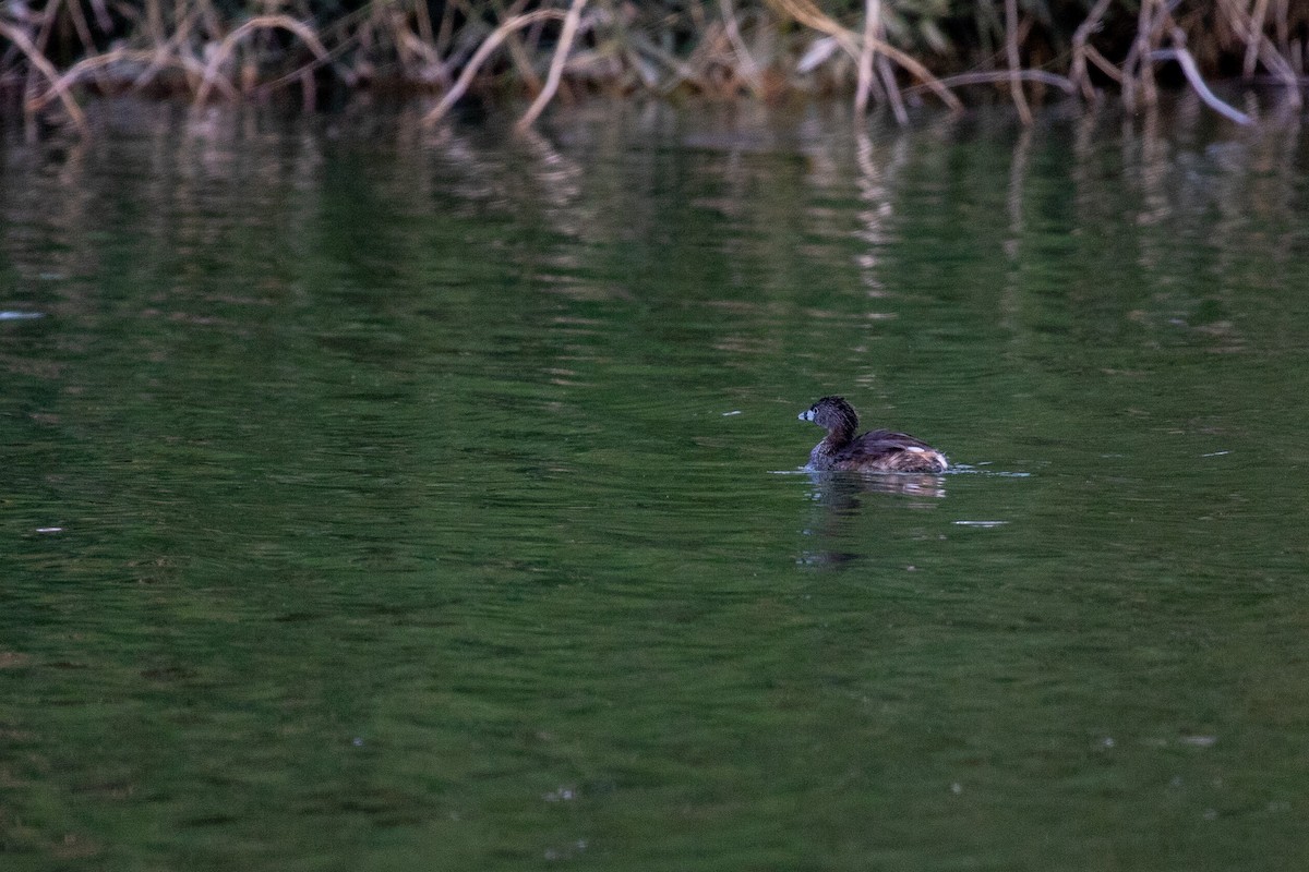 Pied-billed Grebe - ML312619661